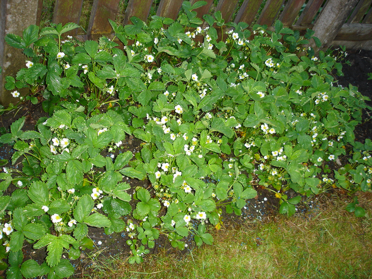 Strawberry patch watered